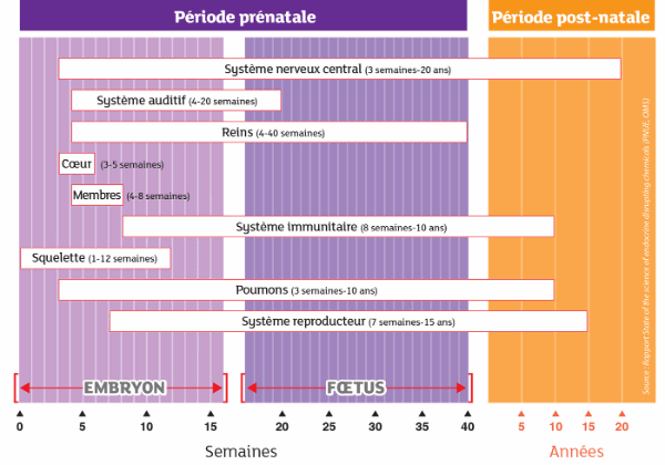 Périodes de vulnérabilité aux perturbateurs endocriniens des principaux organes et systèmes chez l'homme