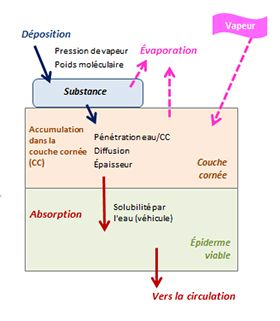 Schéma de fonctionnement du logiciel IH Skin Perm