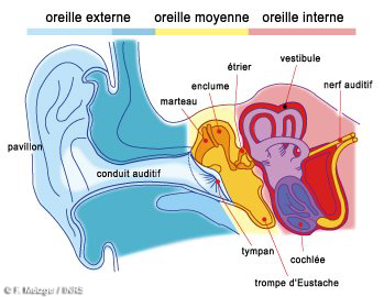 coupe de l’oreille humaine